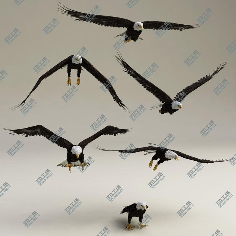 images/goods_img/202104094/Bald Eagle Rigged/2.jpg